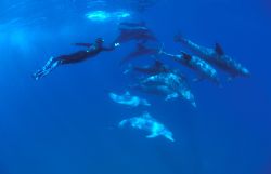 an inquisitive pod of dolphins checks us out.feediving. N... by Fiona Ayerst 